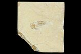 Cretaceous Fossil Shrimp - Lebanon #107442-1